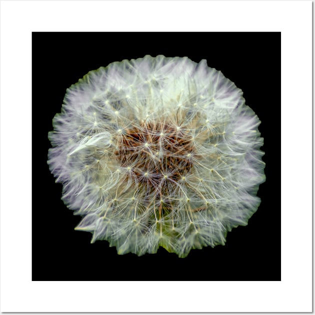 Dandelion Clock Wall Art by dalyndigaital2@gmail.com